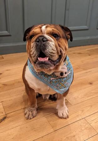 Best Sports Bars in Bristol - The Jersey Lily