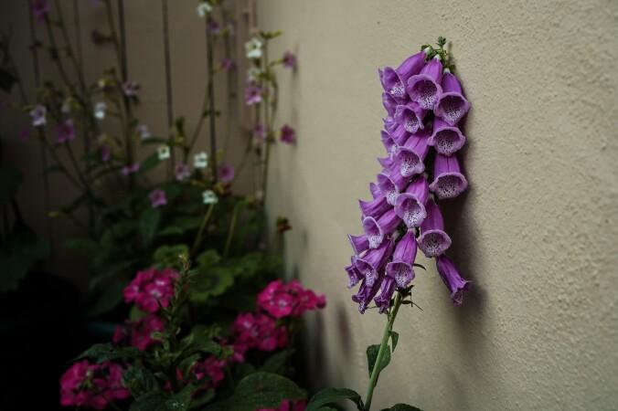 Best Sports Bars in Wrington - Golden Lion