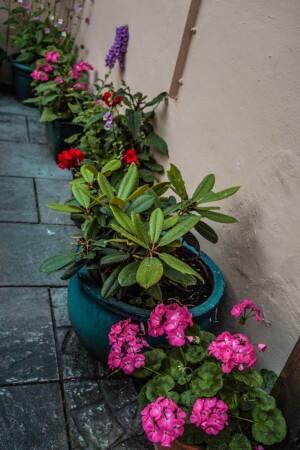 Best Sports Bars in Wrington - Golden Lion